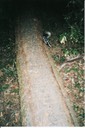 spotted skunk 0708